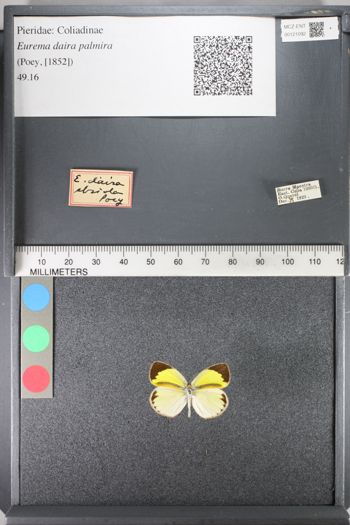 Media type: image;   Entomology 121092
